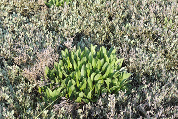 Young leaves of Lilac beach on a salt marsh in spring