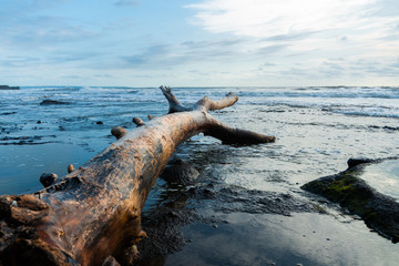 Piece of driftwood on sandy oceanic beach washed by surf with layer of white foam on water surface