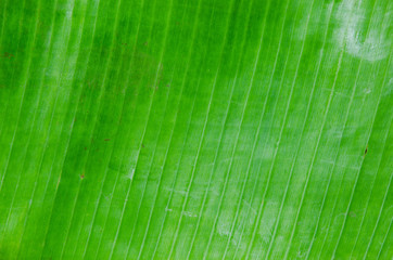 banana leaf