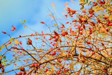 Bush with fruits dog rose against the blue sky