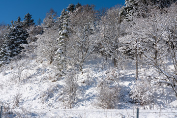 雪の積もった北海道の森林