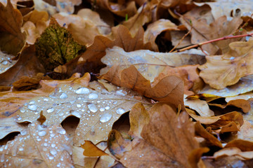Oak autumn fallen leaves close-up with raindrops. Autumn background.