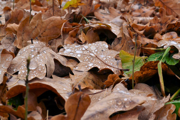 Oak autumn fallen leaves close-up with raindrops. Autumn background.