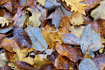 Fallen wet autumn leaves in the forest.