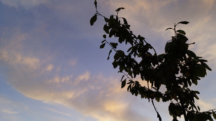 silhouette of tree at sunset