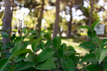 Green leaves in city park in the spring afternoon 