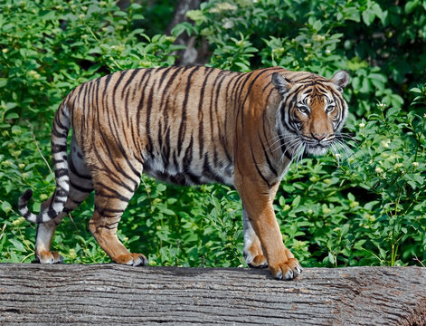 Indochinese tiger. Latin name - Panther tigris corbetti
