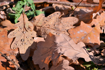Red and orange autumn leaves background. Outdoor.Colorful backround image of fallen autumn leaves perfect for seasonal use. Space for text.