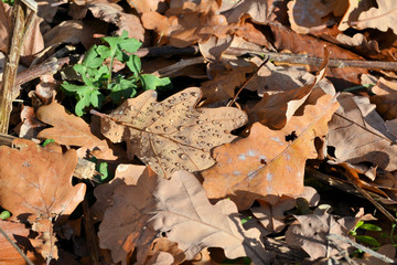 Red and orange autumn leaves background. Outdoor.Colorful backround image of fallen autumn leaves perfect for seasonal use. Space for text.