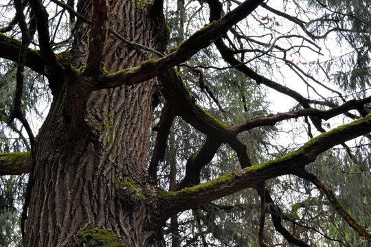 Large moss (oak) branches without leaves in a dark autumn forest