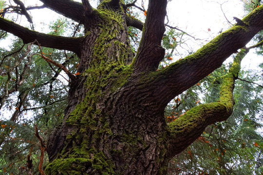 Large moss (oak) branches without leaves in a dark autumn forest