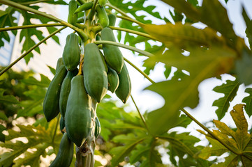 young papaya in papaya tree in garden, plant or fruit from Thailand.