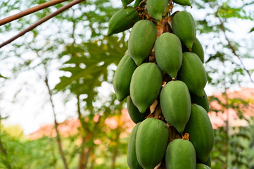 young papaya in papaya tree in garden, plant or fruit from Thailand.
