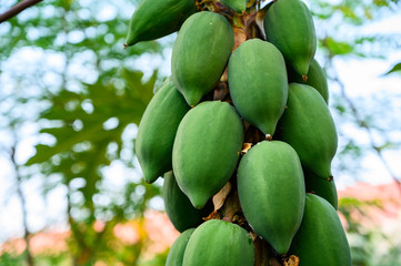 young papaya in papaya tree in garden, plant or fruit from Thailand.