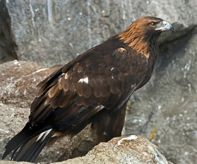 Imperial eagle. Latin name - Aquila heliaca