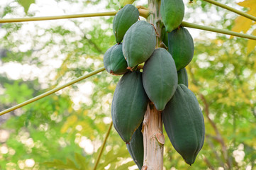 young papaya in papaya tree in garden, plant or fruit from Thailand.