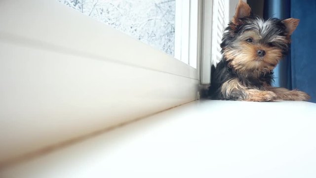 funny  yorkshire terrier puppy is lying