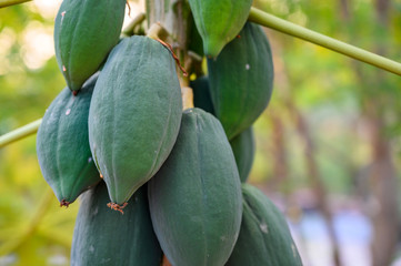 young papaya in papaya tree in garden, plant or fruit from Thailand.
