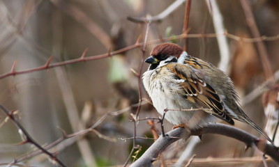 Tree sparrow on branch 