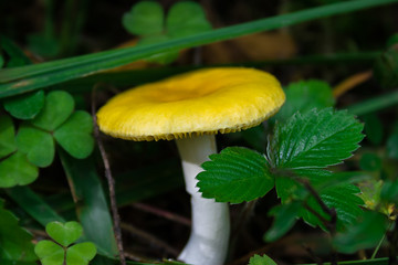 yellow mushroom