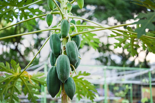 young papaya in papaya tree in garden, plant or fruit from Thailand.