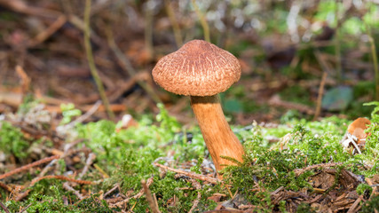 Pilz im Wald