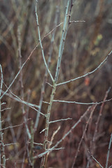 Ast ohne Blätter im herbst