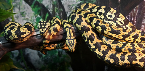 Two jungle carpet pythons. Latin name - Morelia spilota cheynei