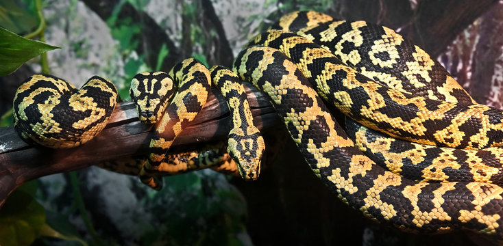 Two jungle carpet pythons. Latin name - Morelia spilota cheynei