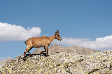 Young female alpine Capra ibex on the high rocks stone in Dombay mountains. North Caucasus. Russia