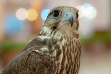 bird of prey
