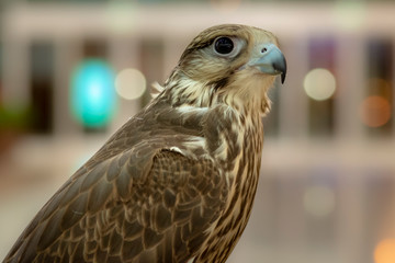 bird of prey