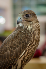 falcon sharp look