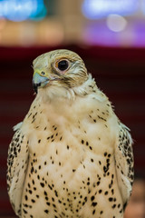 falcon portrait