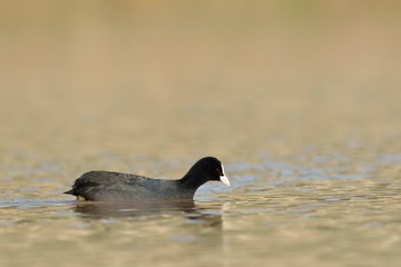 Fototapeta premium Coot - Fulica atra, Crete