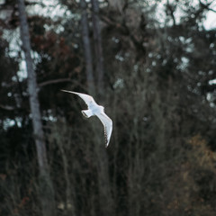 Bird In Flight