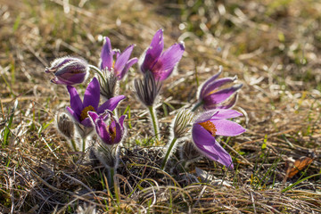 Küchenschelle (Pulsatilla) im Gras