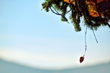 Christmas decorations