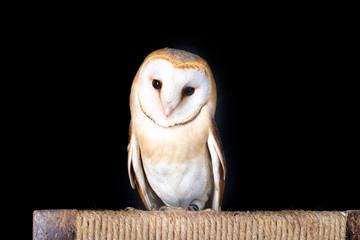owl barn wildlife bird animal nature wild prey eye look hunter 