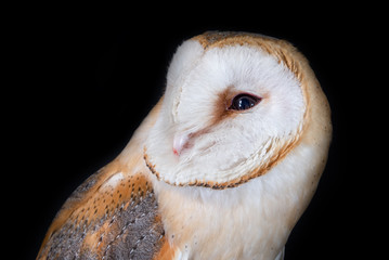 owl barn wildlife bird animal nature wild prey eye look hunter 