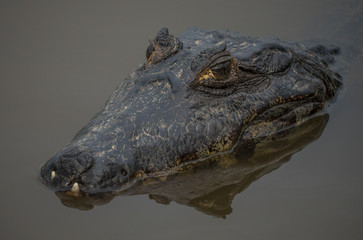 Pantanal Caiman Floats