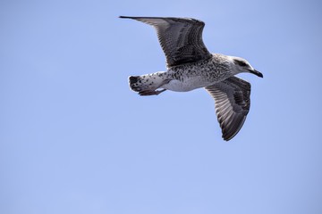 Wild seagull flying free