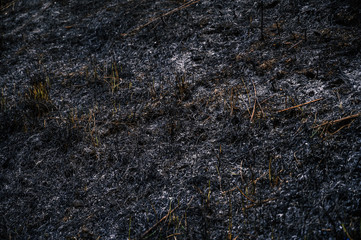 Burned grass after wildfire. Selective focus.