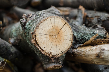 recently felled branch of a tree
