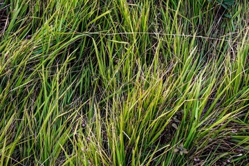 Wild green grass