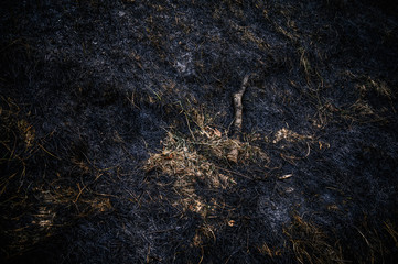 Fototapeta na wymiar Burned grass after wildfire. Selective focus.