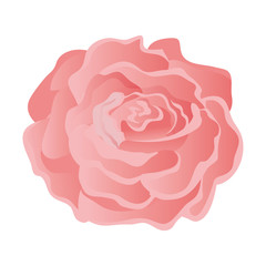 beauty rose isolated icon