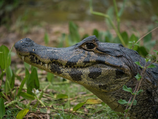 Pantanal Caiman Floats