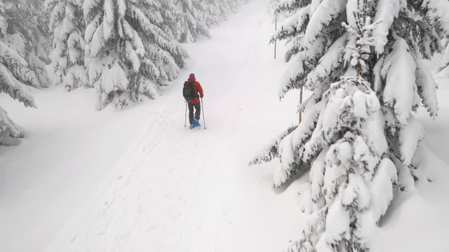 Aerial crossing of snowshoe walker in winter forest