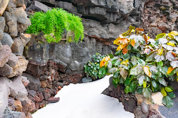 Cactuses and tropical plants in garden of the Jameos del Agua, Lanzarote, Canary Islands, Spain